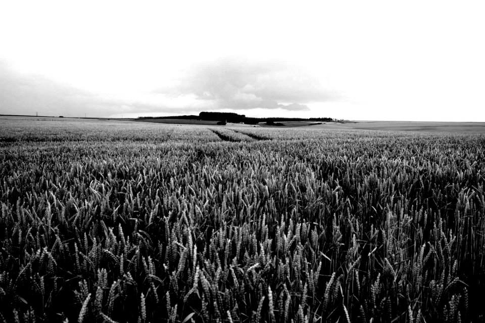 flanders fields kuukskes